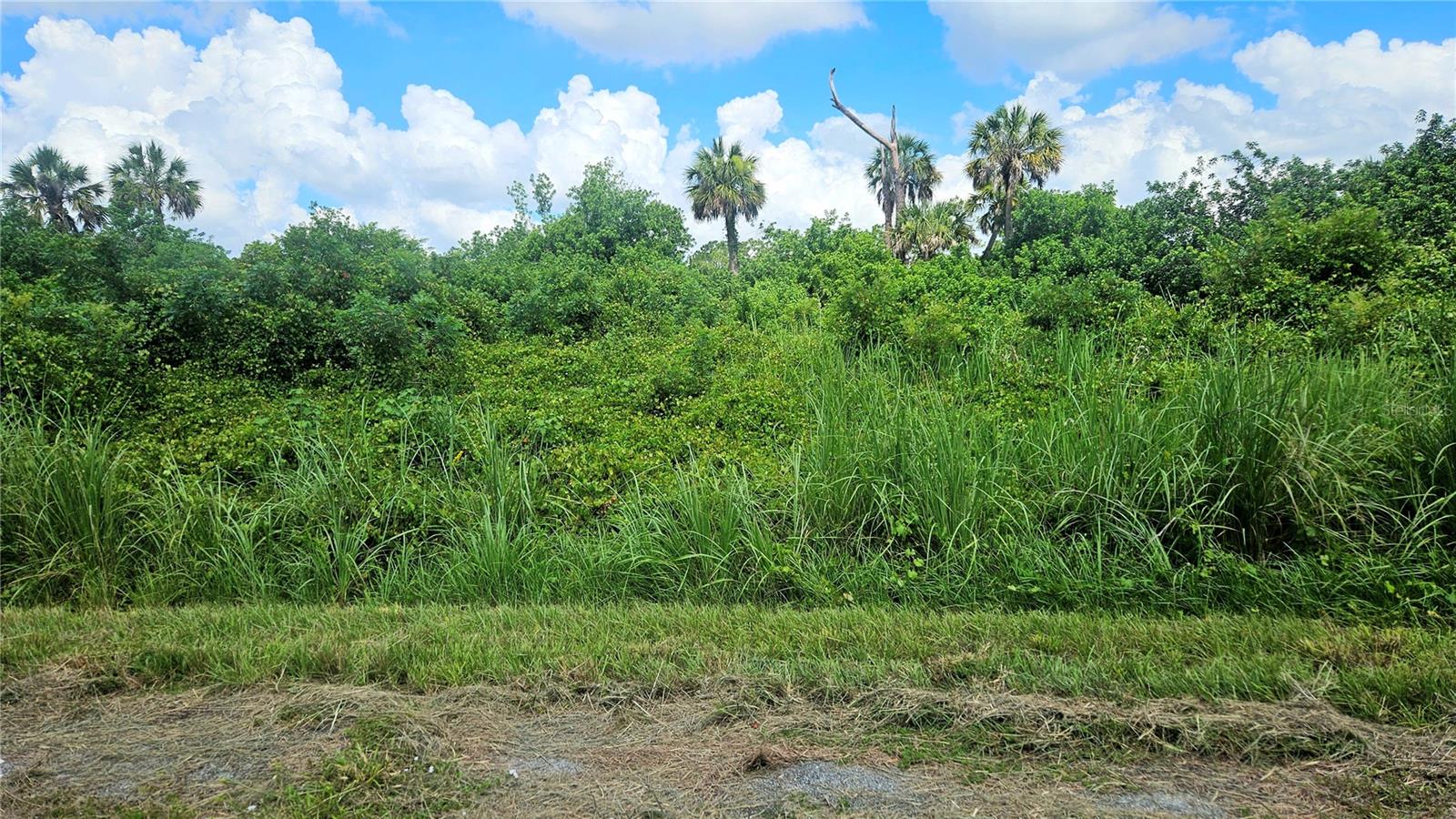 Listing photo id 4 for Custer Lot #25 Circle