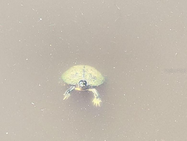 Image 59 of 73 For 538 Grenada Street