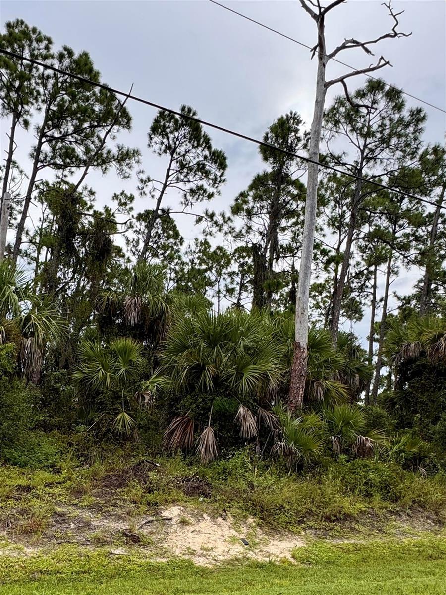 Image 3 of 3 For Sadnet Lane