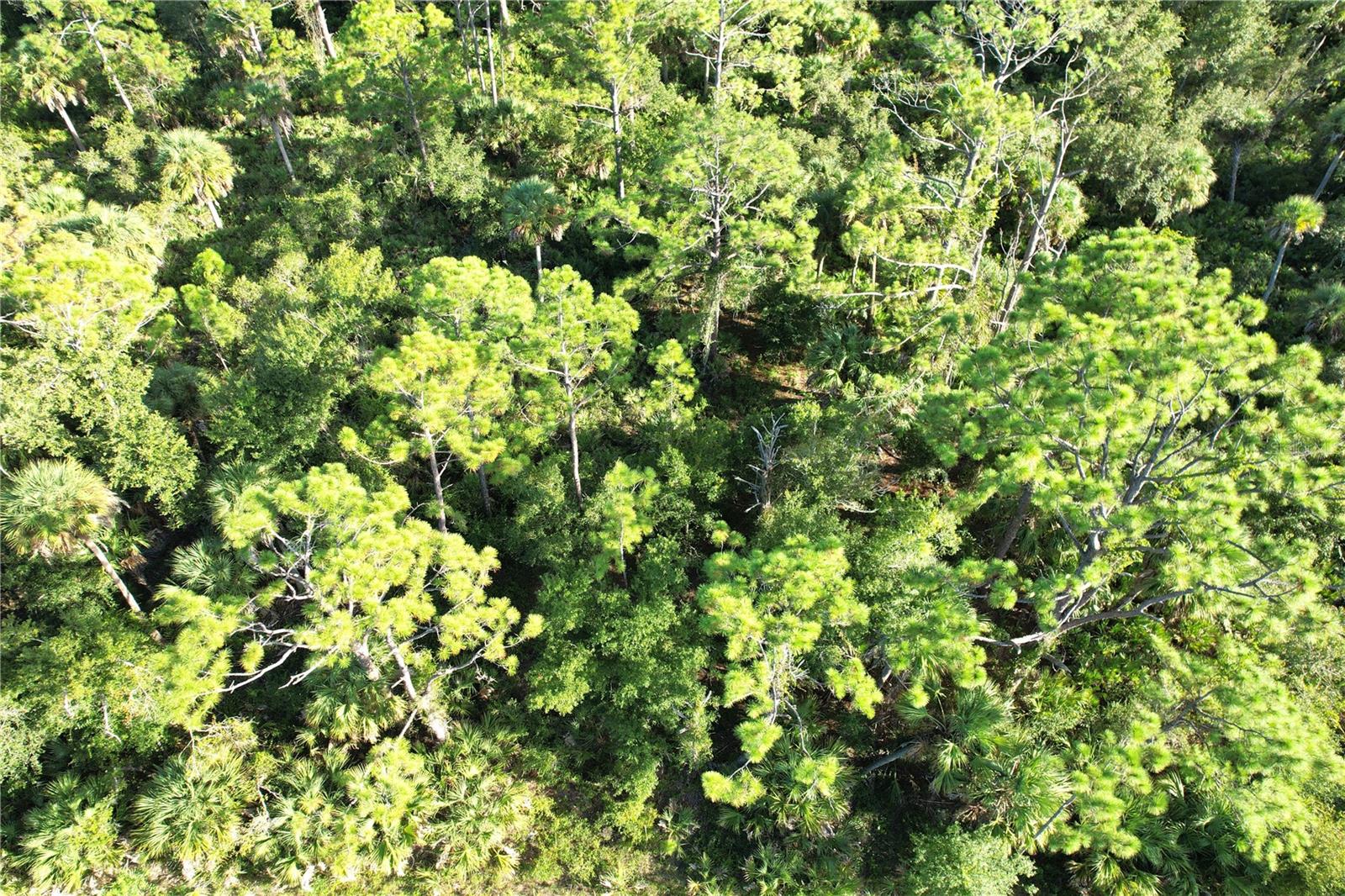 Image 11 of 33 For 1294 Birch Terrace