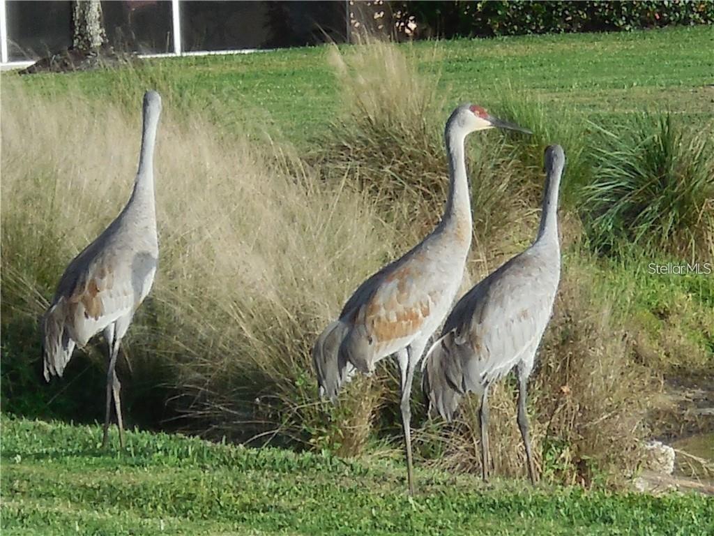 Image 40 of 40 For 2081 Willow Hammock Circle F105