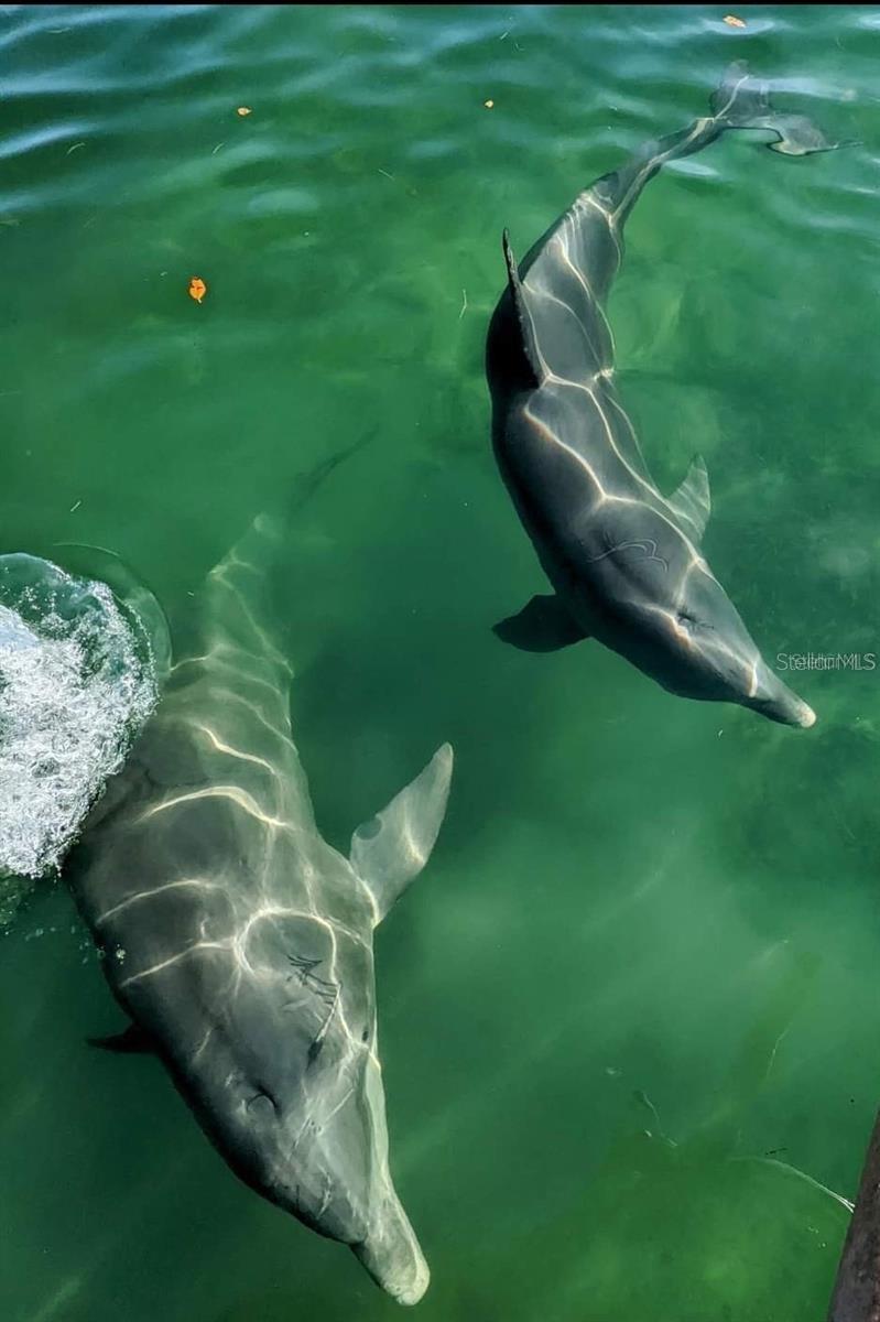 Image 46 of 54 For 1999 Kings Highway 23c