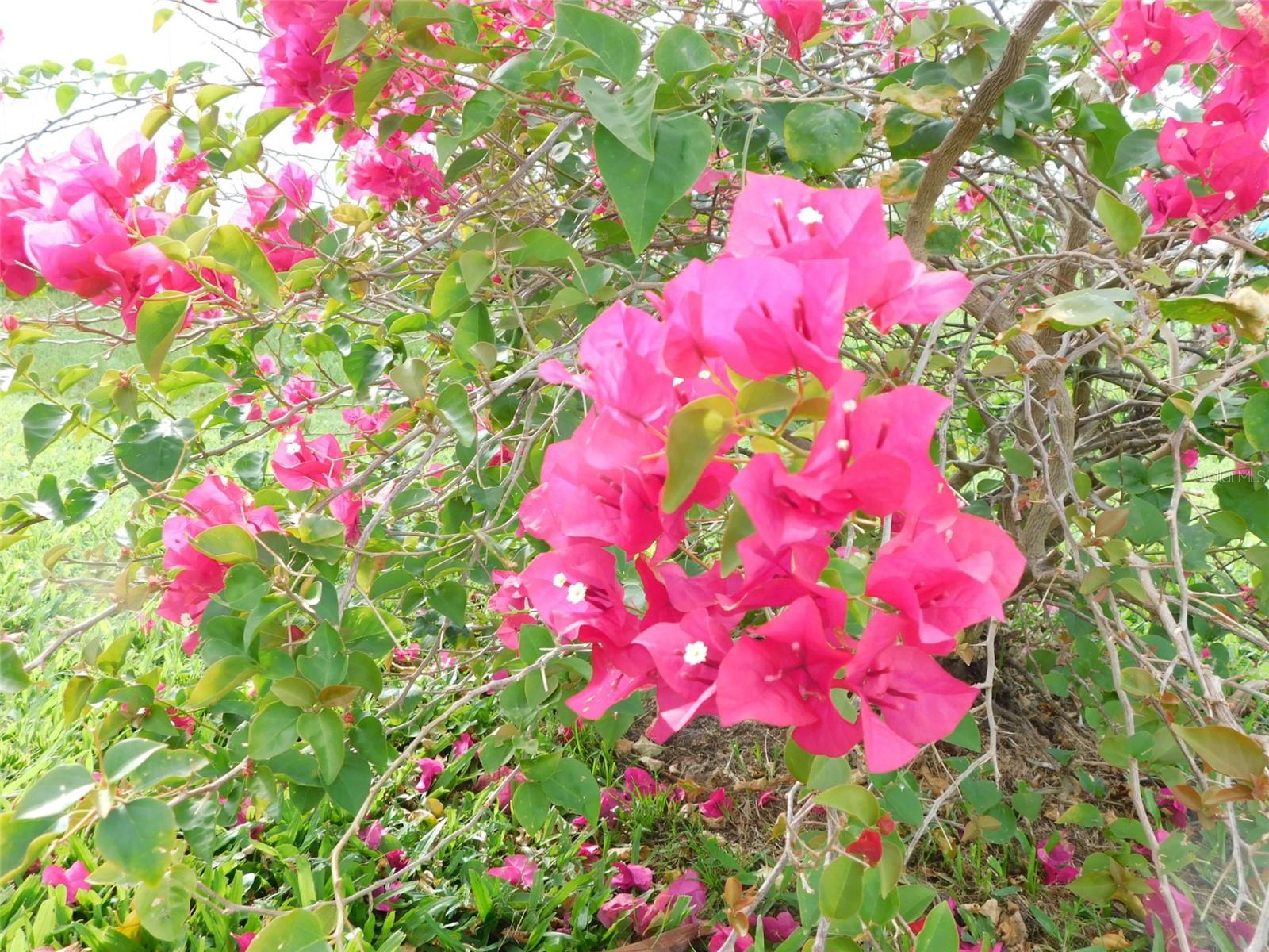 Image 47 of 52 For 11739 Lemon Avenue