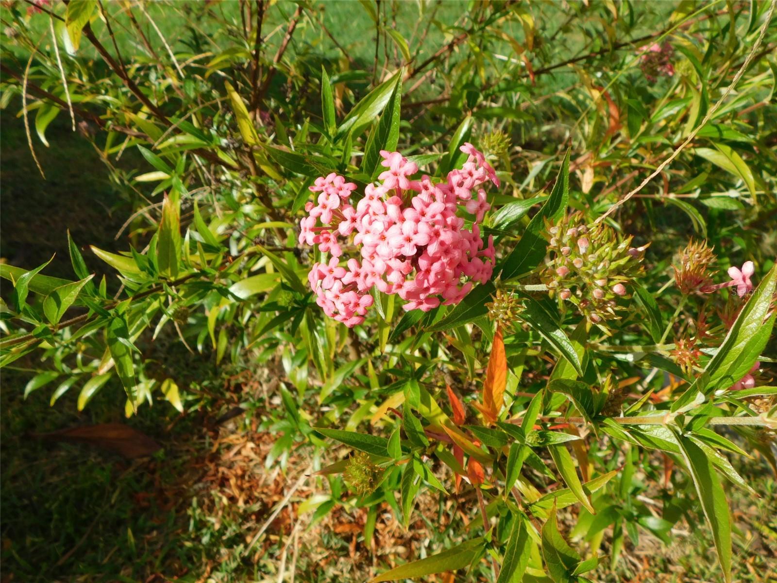 Image 50 of 52 For 11739 Lemon Avenue