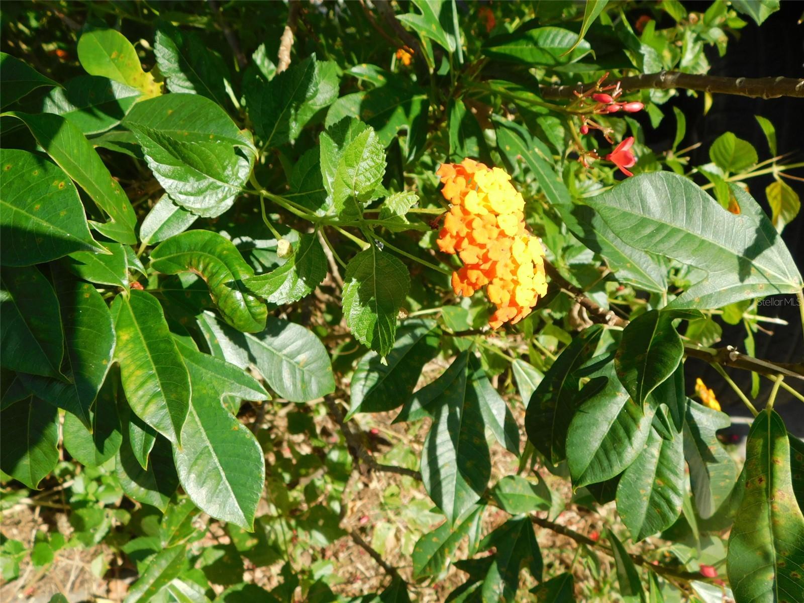 Image 51 of 52 For 11739 Lemon Avenue