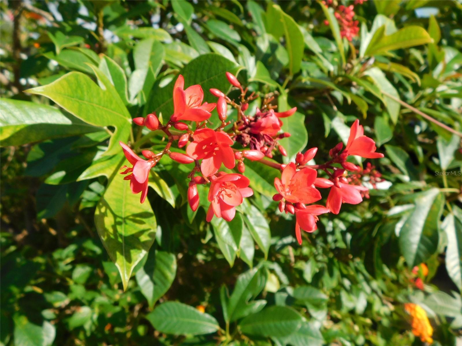 Image 52 of 52 For 11739 Lemon Avenue