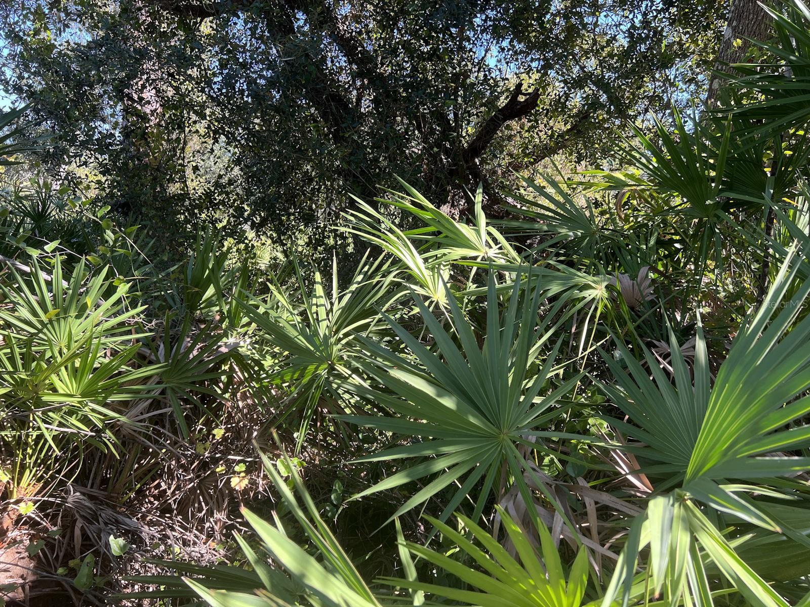 Image 4 of 13 For De Leon Drive