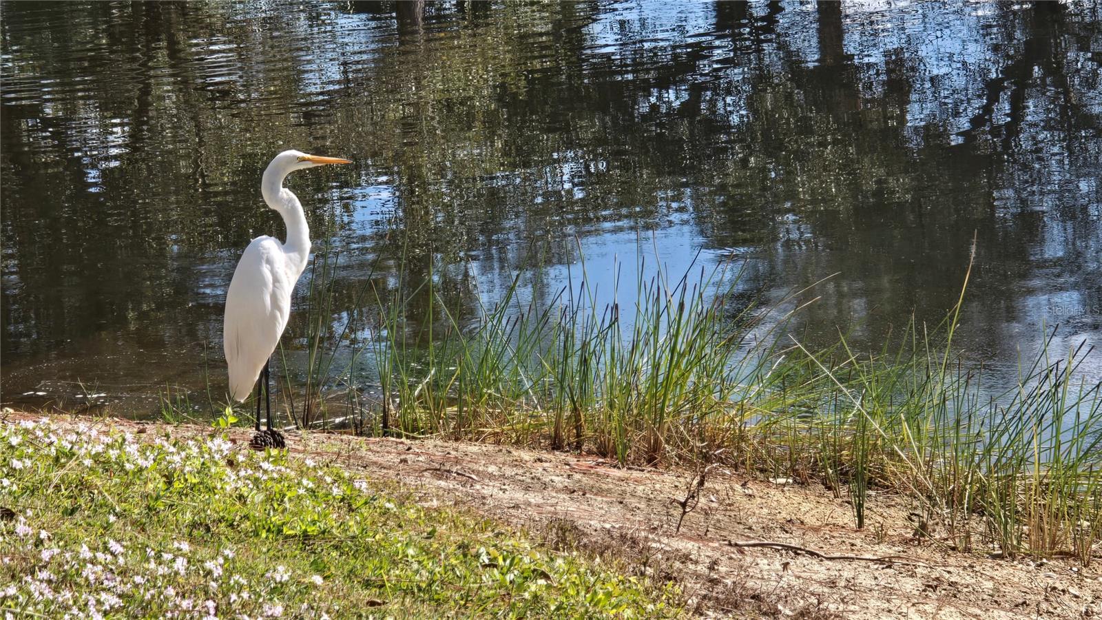 Image 39 of 60 For 2060 Willow Hammock Circle 201