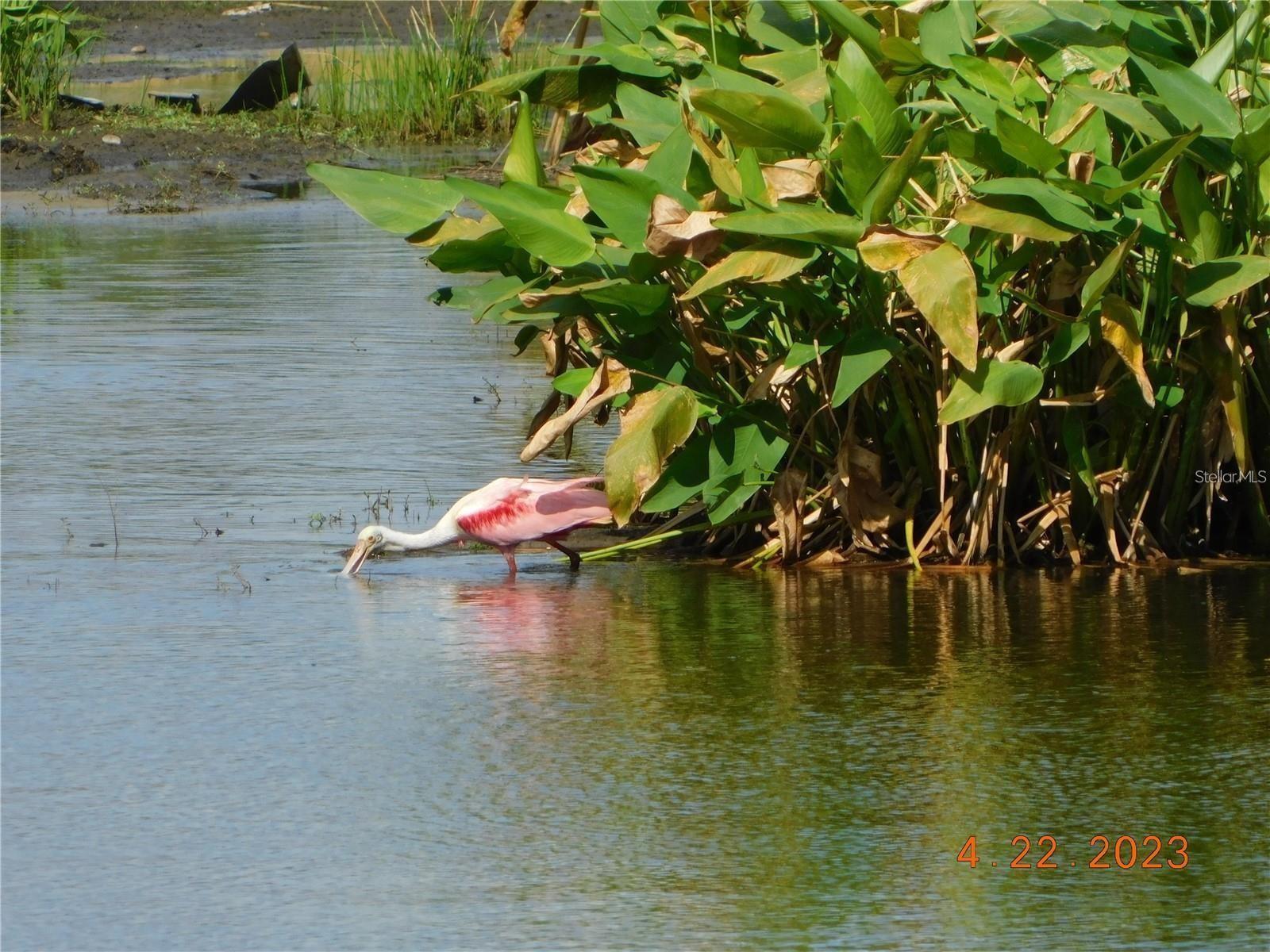 Image 57 of 60 For 2060 Willow Hammock Circle 201