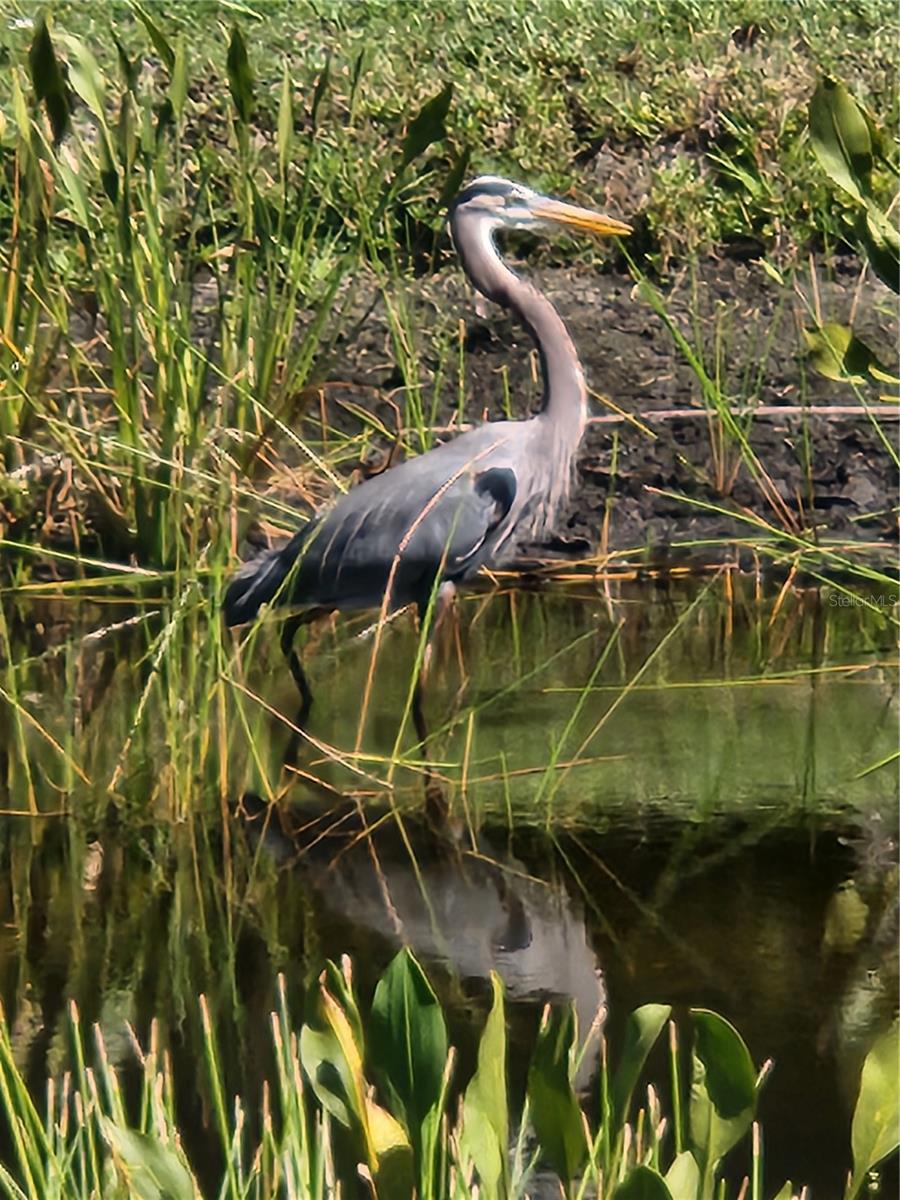 Image 58 of 60 For 2060 Willow Hammock Circle 201