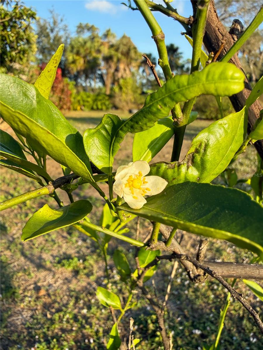 Image 42 of 45 For 2750 Abbotsford Street