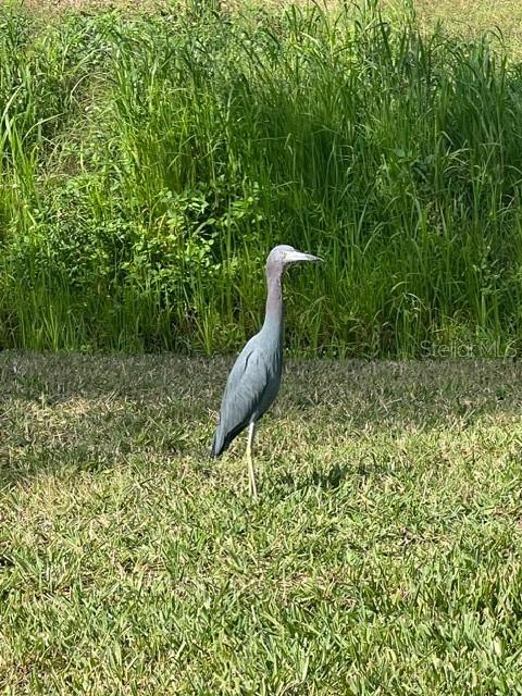 Image 39 of 43 For 12424 Grouse Avenue 15a