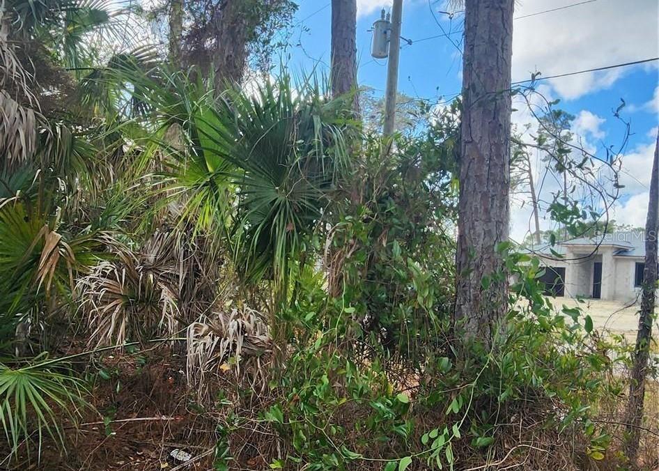 Image 4 of 8 For  Ananas Road 