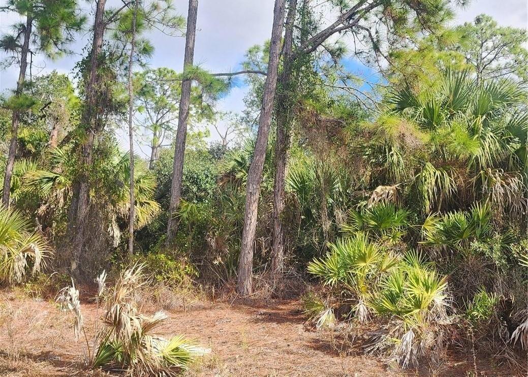 Image 7 of 8 For  Ananas Road 