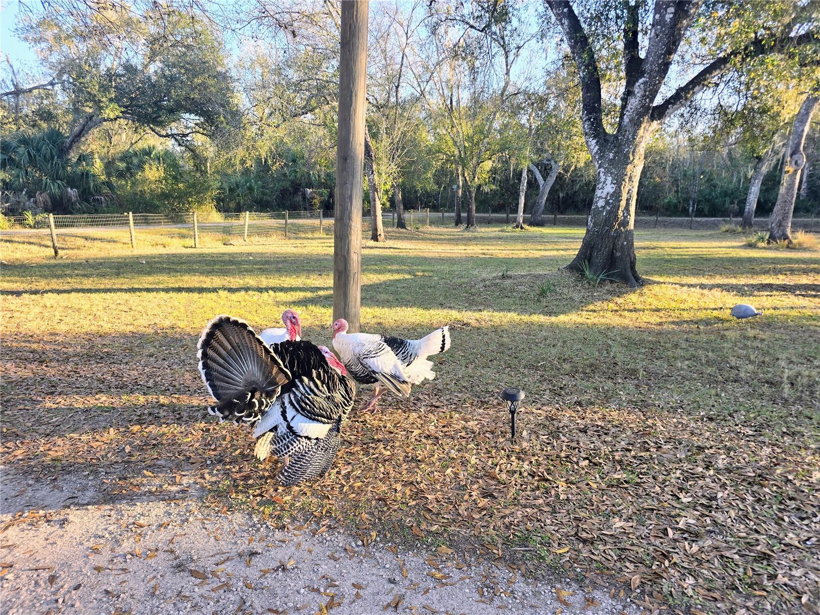 Image 7 of 18 For 2207 Blossom Avenue