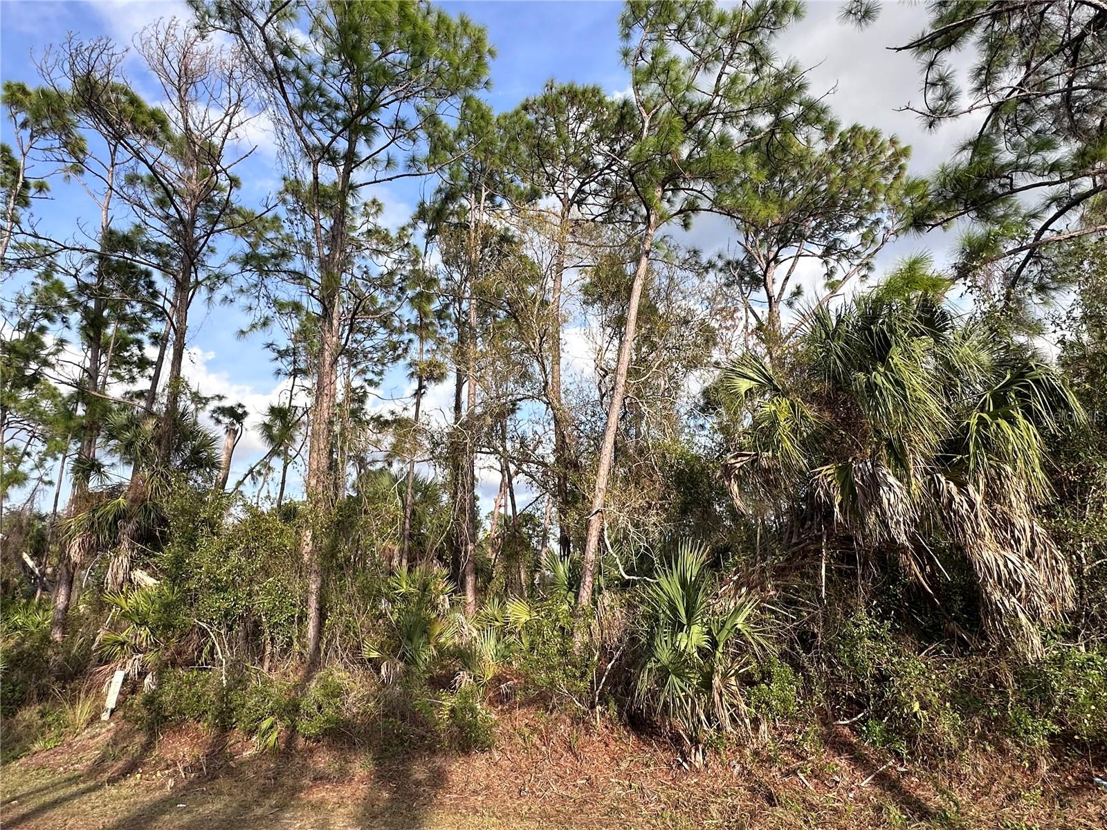 Image 3 of 10 For  Cleo Street 