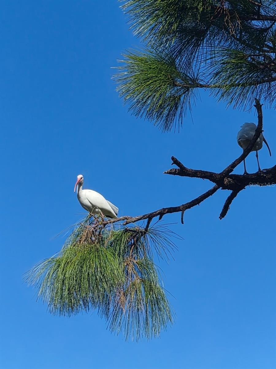 Image 43 of 54 For 387 Viceroy Terrace