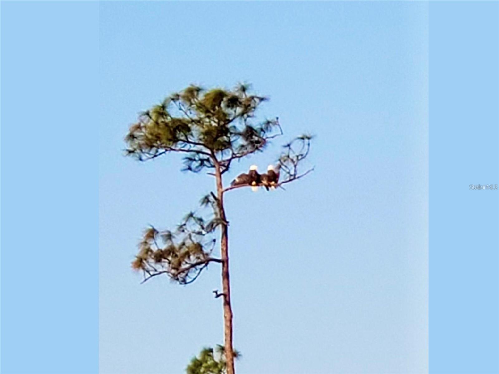 Image 37 of 83 For 14073 Black Beauty Drive 1012