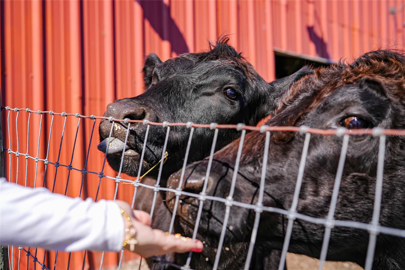 Image 54 of 64 For 9931 English Avenue