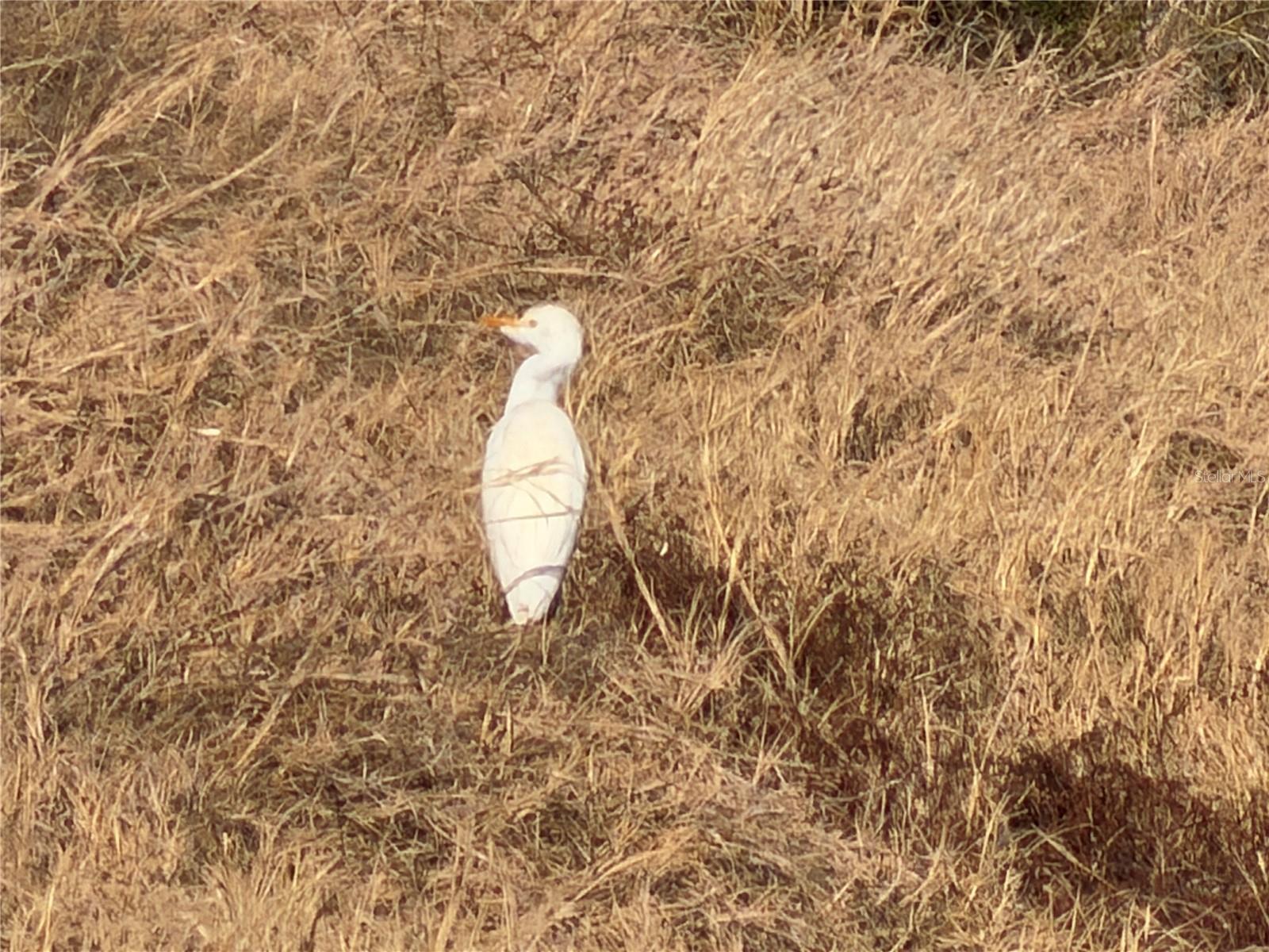Image 5 of 26 For 100ac Ne Hwy 17
