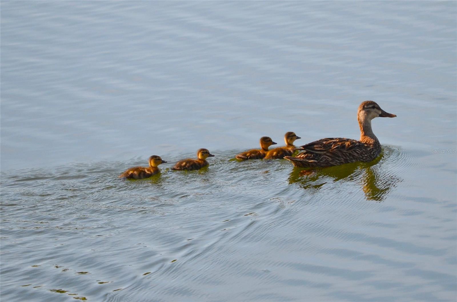 Image 27 of 31 For 4000 Oakview Drive L8