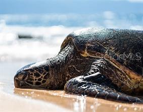 Image 68 of 77 For 7454 Palm Island Drive 3311