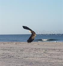 Image 70 of 77 For 7454 Palm Island Drive 3311