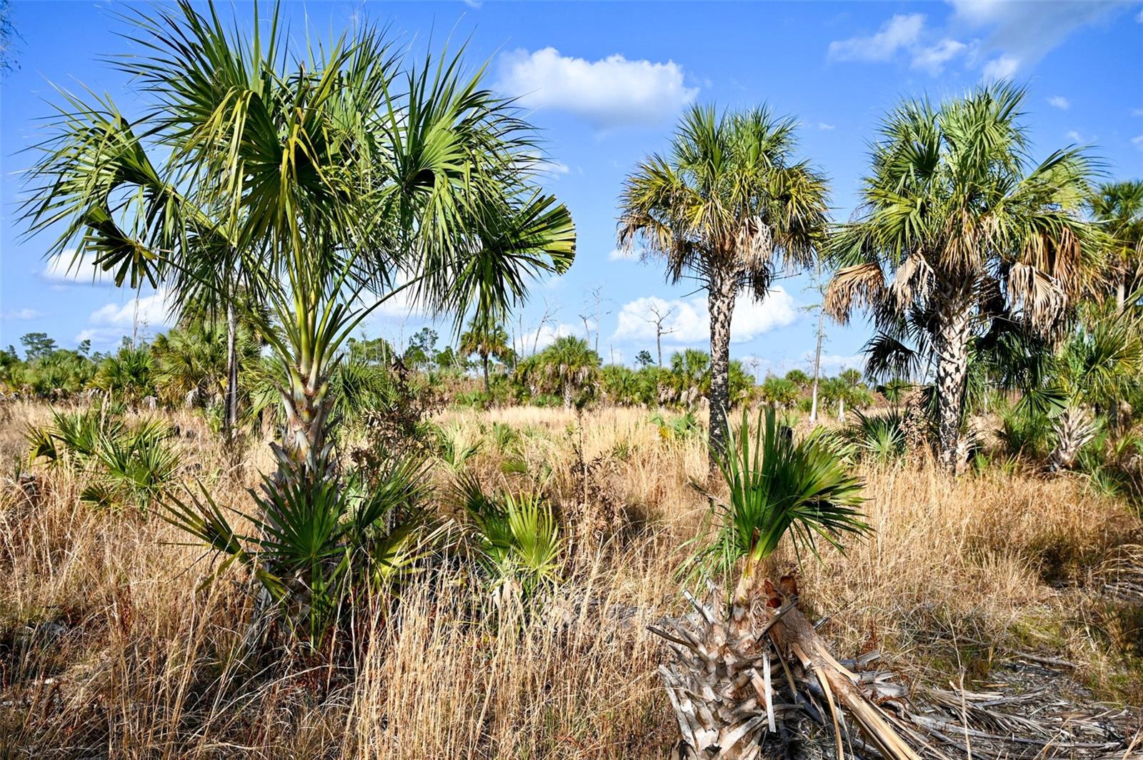 Image 27 of 39 For Black Burn Road