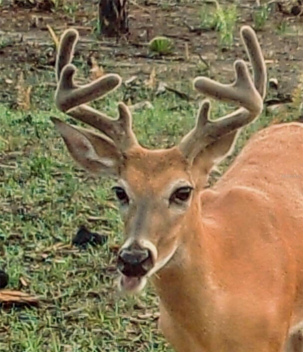 Image 31 of 39 For Black Burn Road