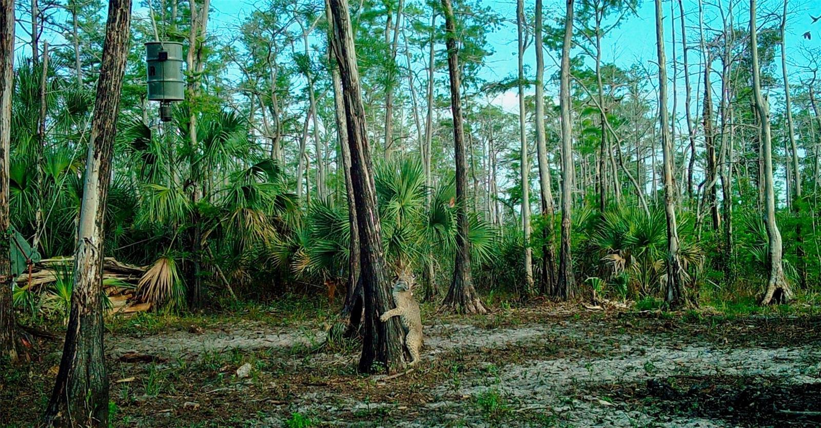 Image 33 of 39 For Black Burn Road