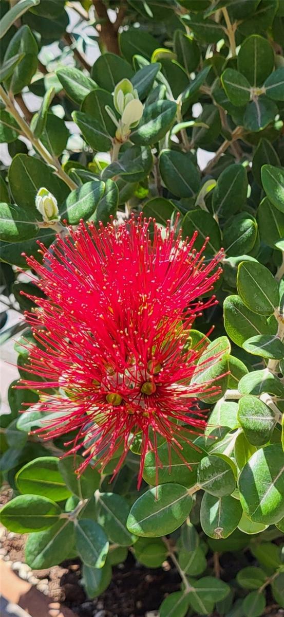 Image 44 of 69 For 1658 Scarlett Avenue