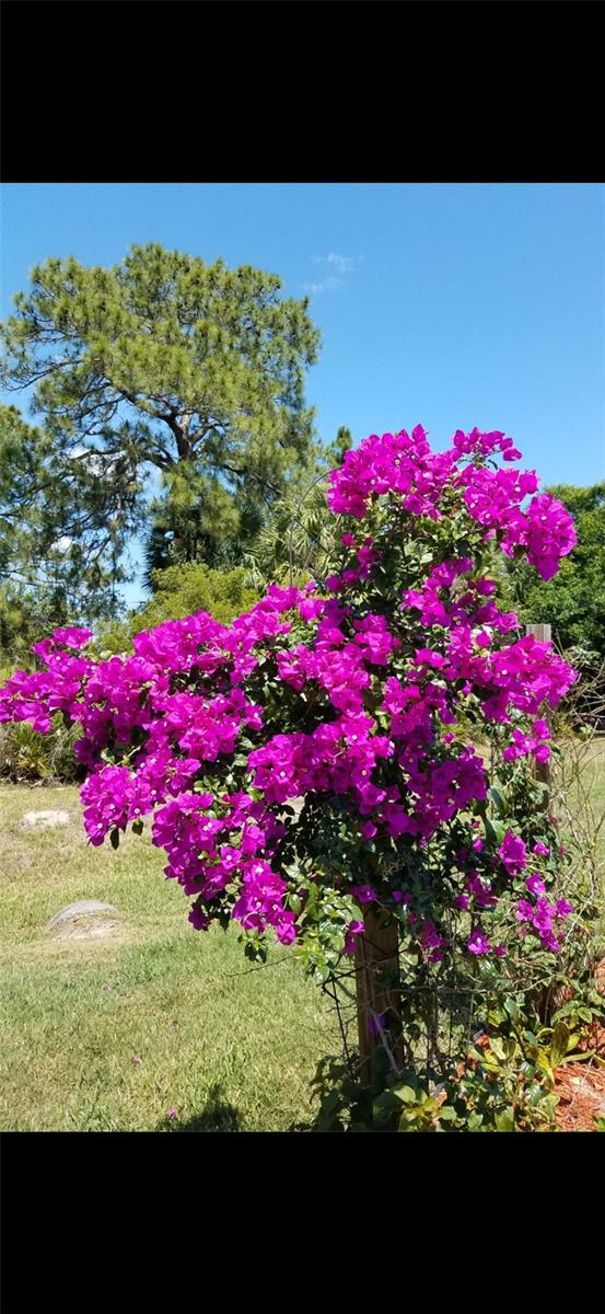 Image 45 of 69 For 1658 Scarlett Avenue