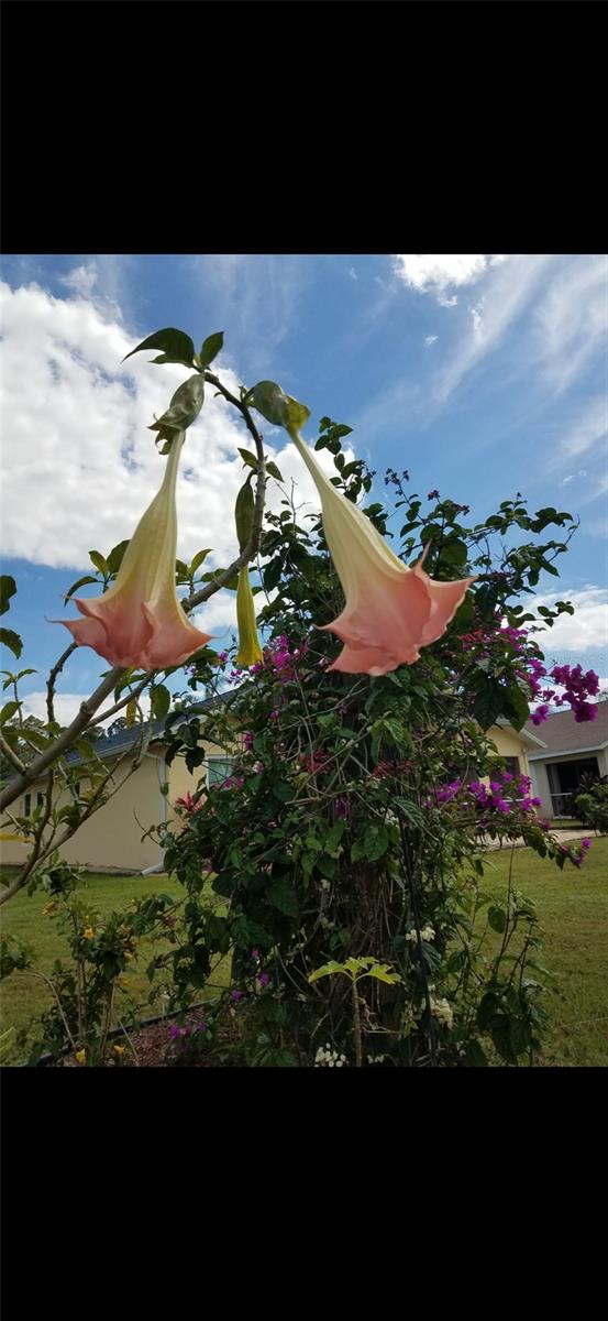 Image 46 of 69 For 1658 Scarlett Avenue