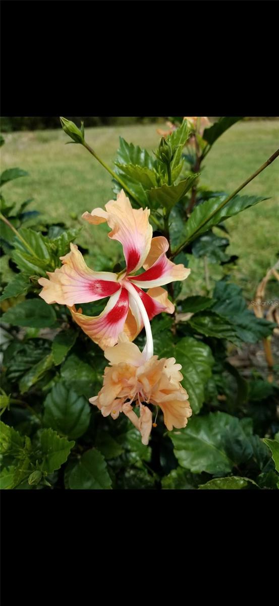 Image 47 of 69 For 1658 Scarlett Avenue