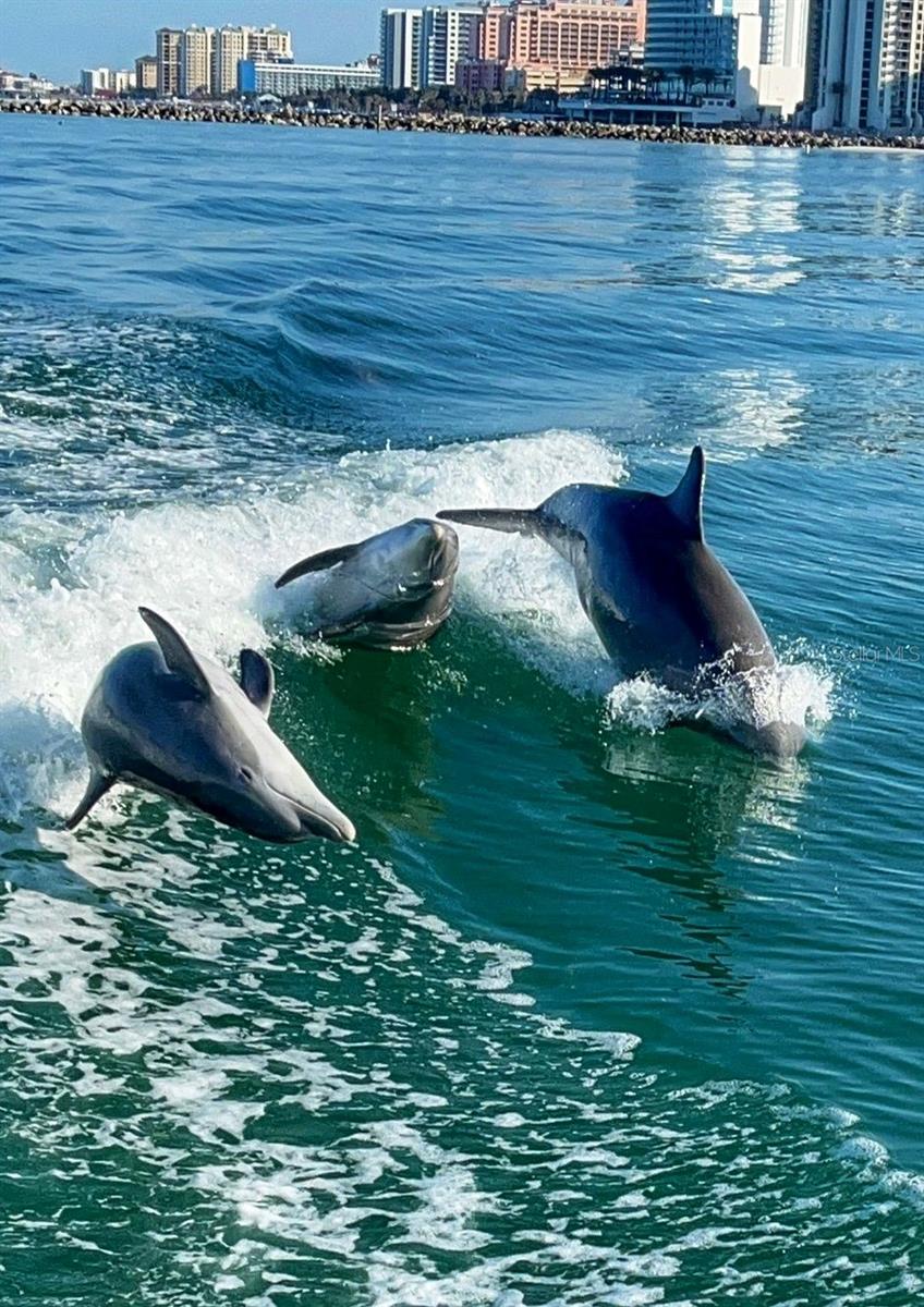 Image 94 of 100 For 286 Daylily Boulevard