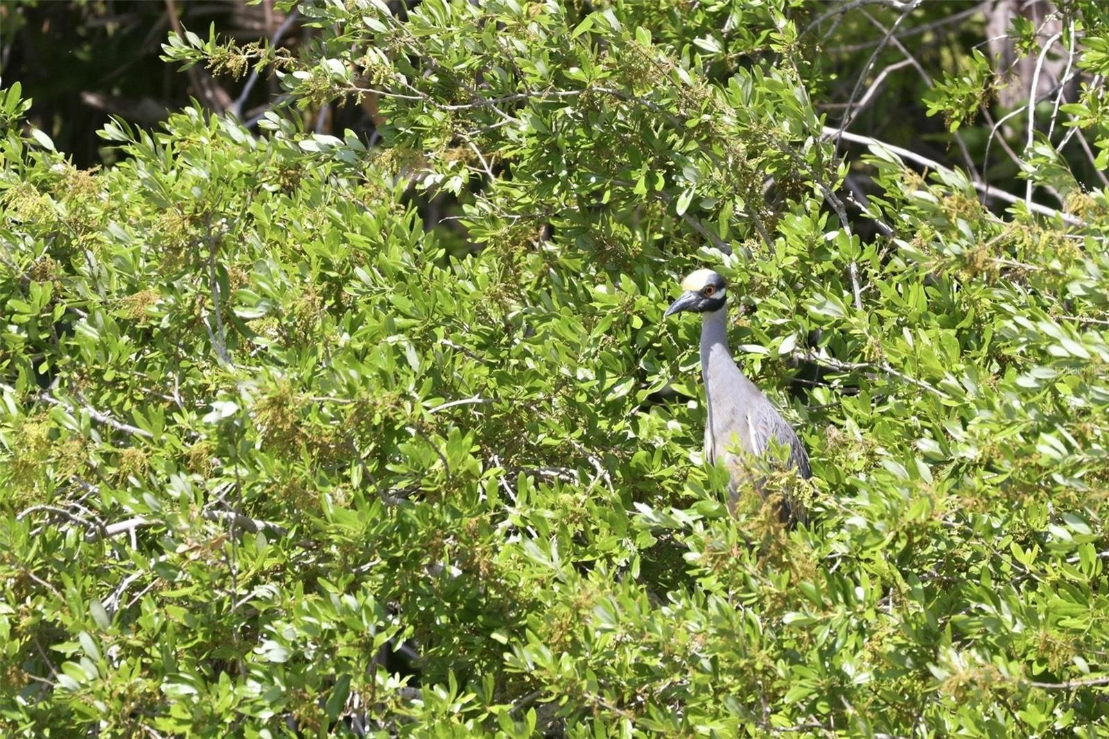 Image 14 of 46 For 10101 Burnt Store Road 17