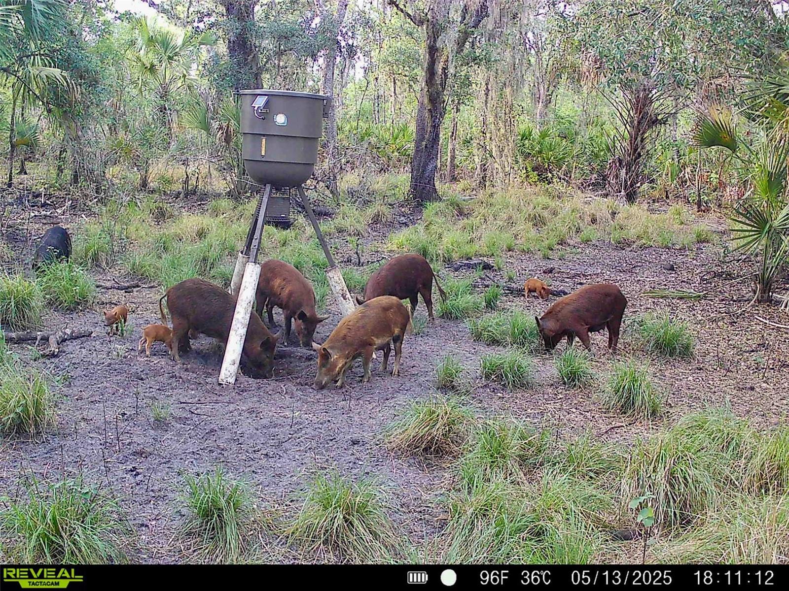 Image 10 of 34 For 3832 Wildcat Run Road