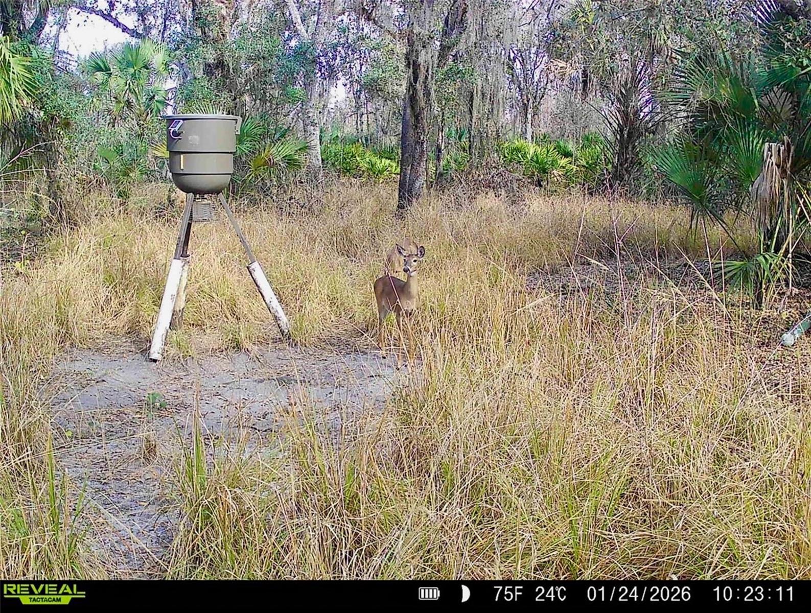 Image 17 of 34 For 3832 Wildcat Run Road