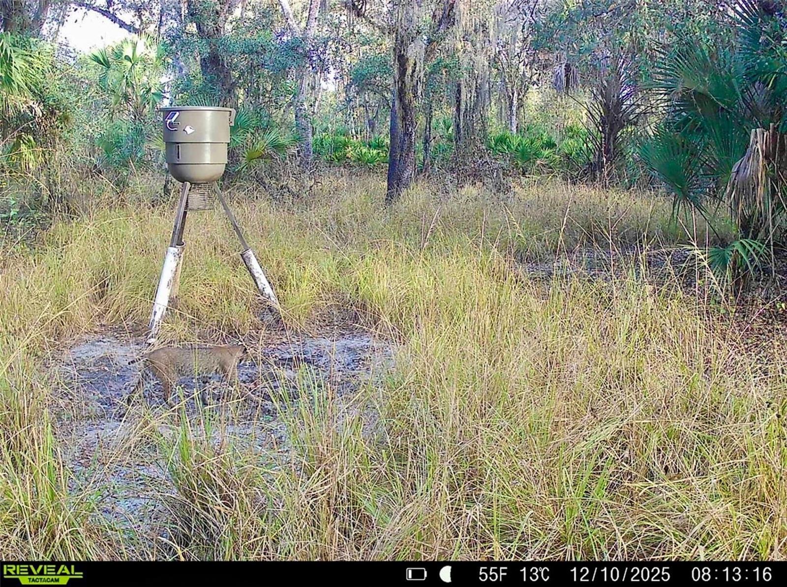 Image 19 of 34 For 3832 Wildcat Run Road