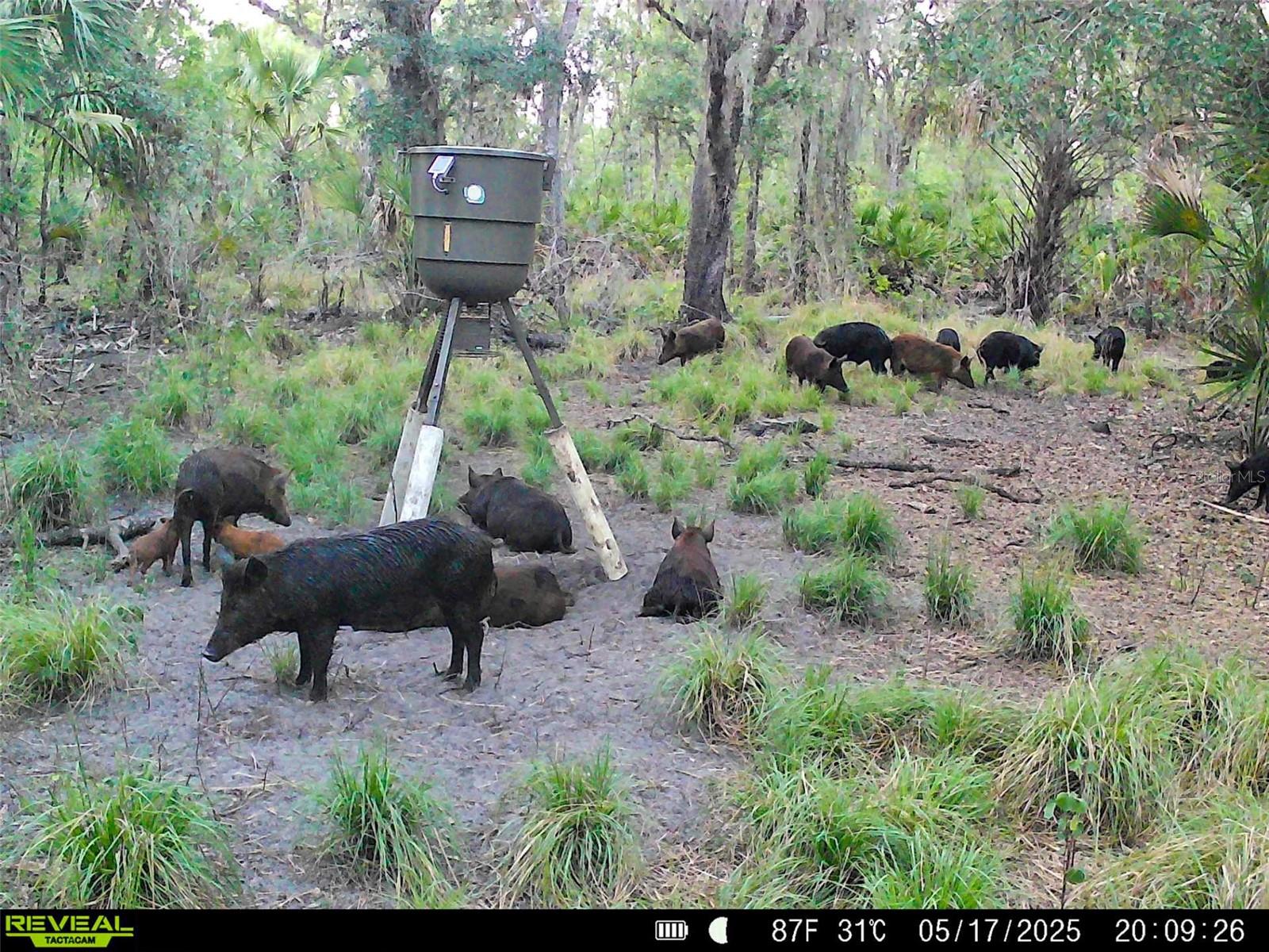 Image 21 of 34 For 3832 Wildcat Run Road