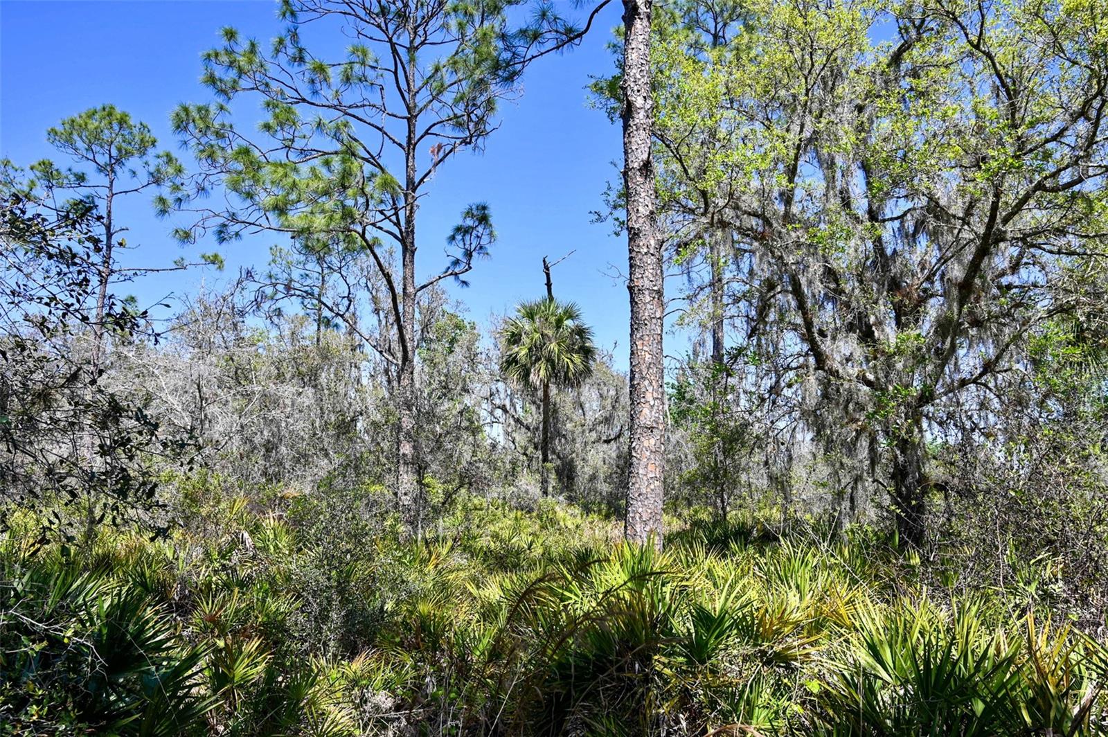 Image 27 of 34 For 3832 Wildcat Run Road