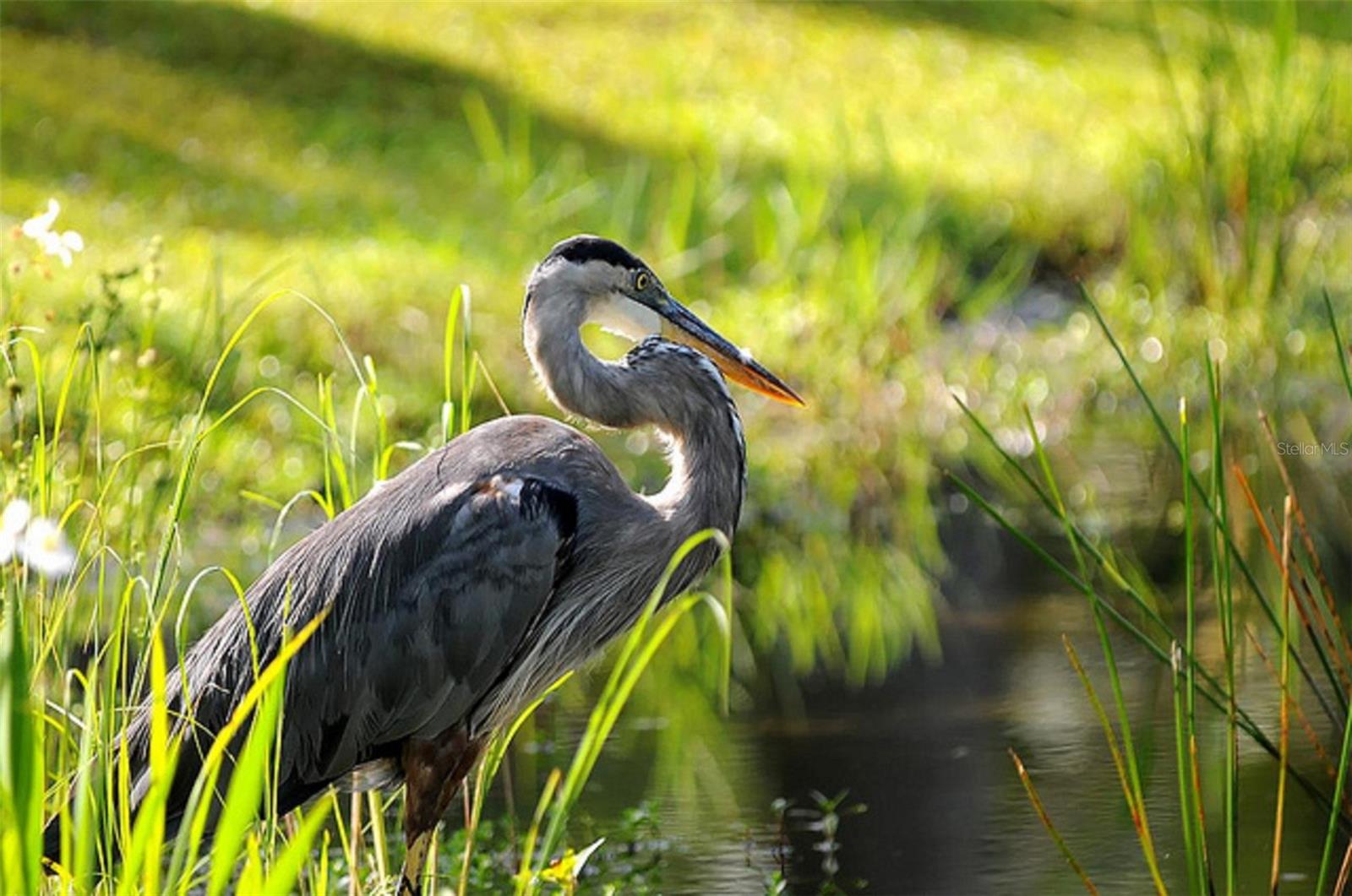 Image 32 of 35 For 17508 & 17514 Vellum Circle