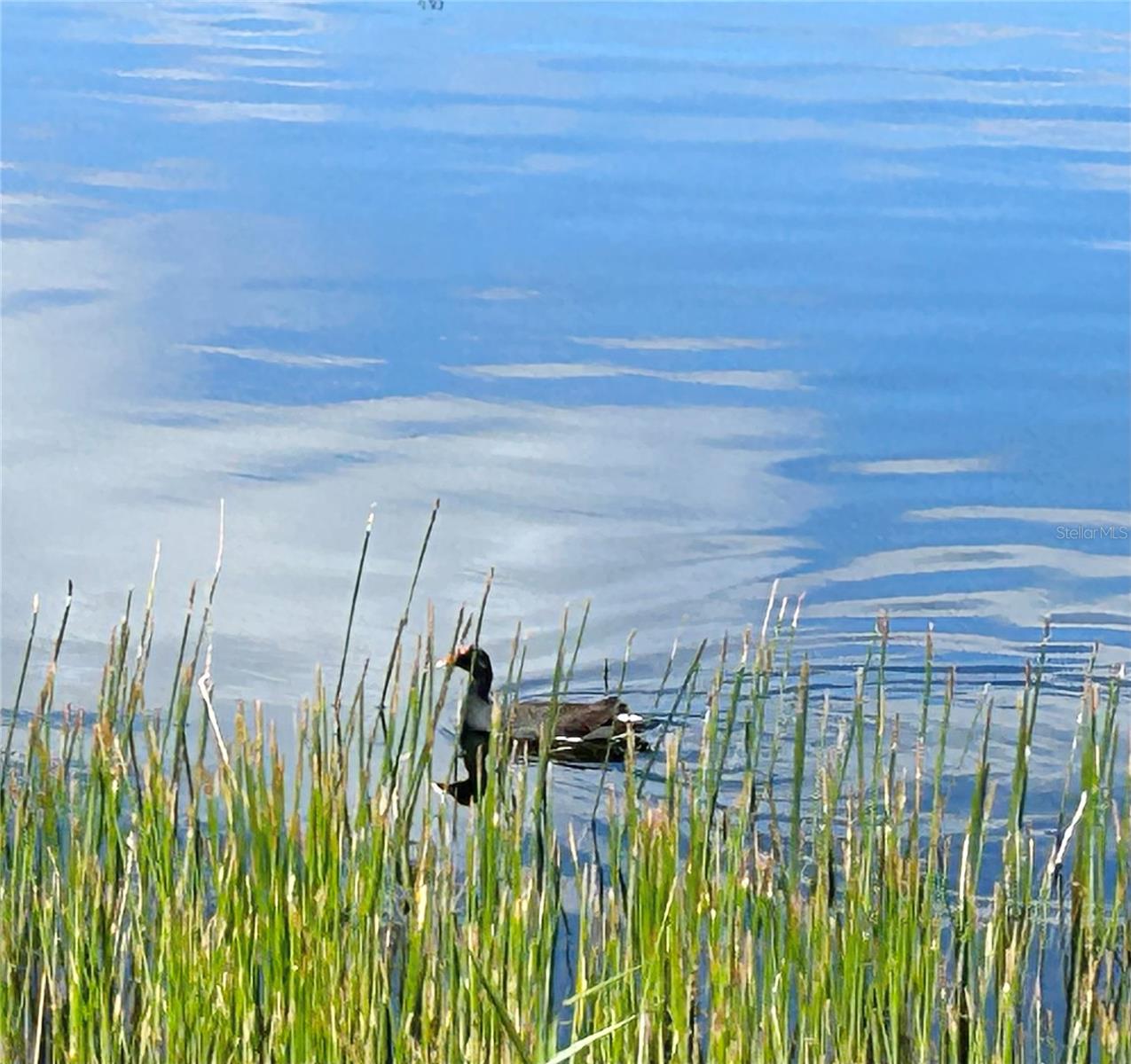 Image 42 of 56 For 19365 Water Oak Drive J107