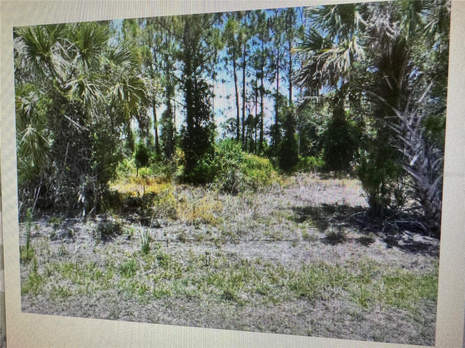 Image 2 of 2 For Sago Palm Road