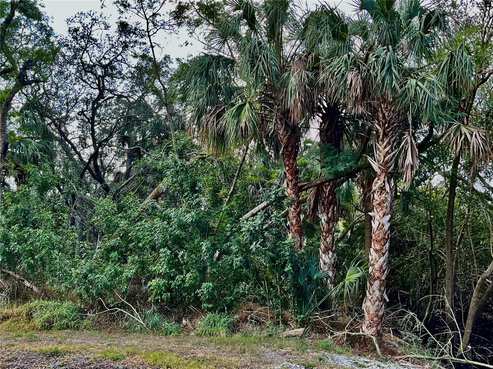 Listing photo id 0 for S Tarpon