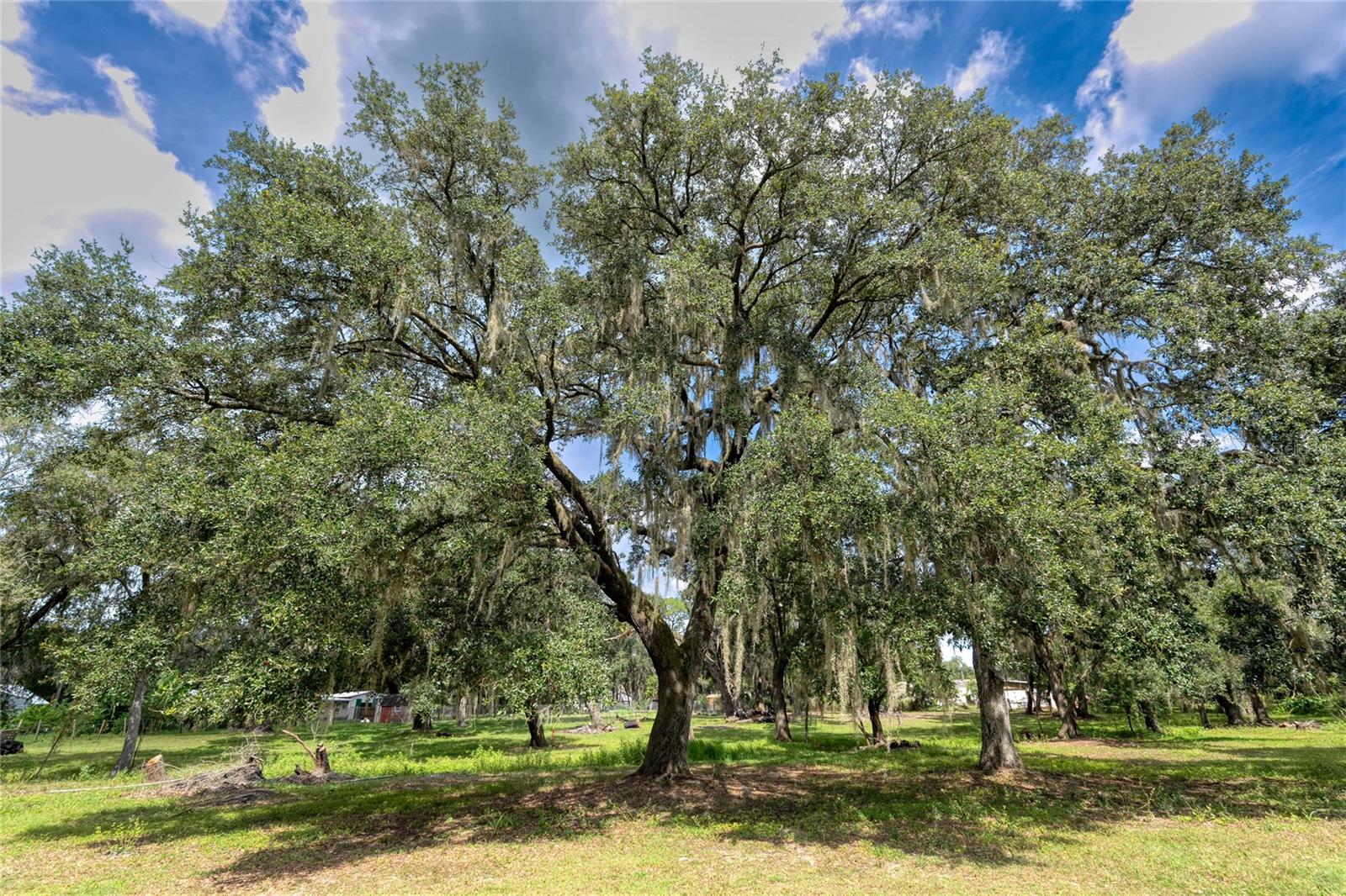 Image 68 of 77 For 2643 Valrico Road