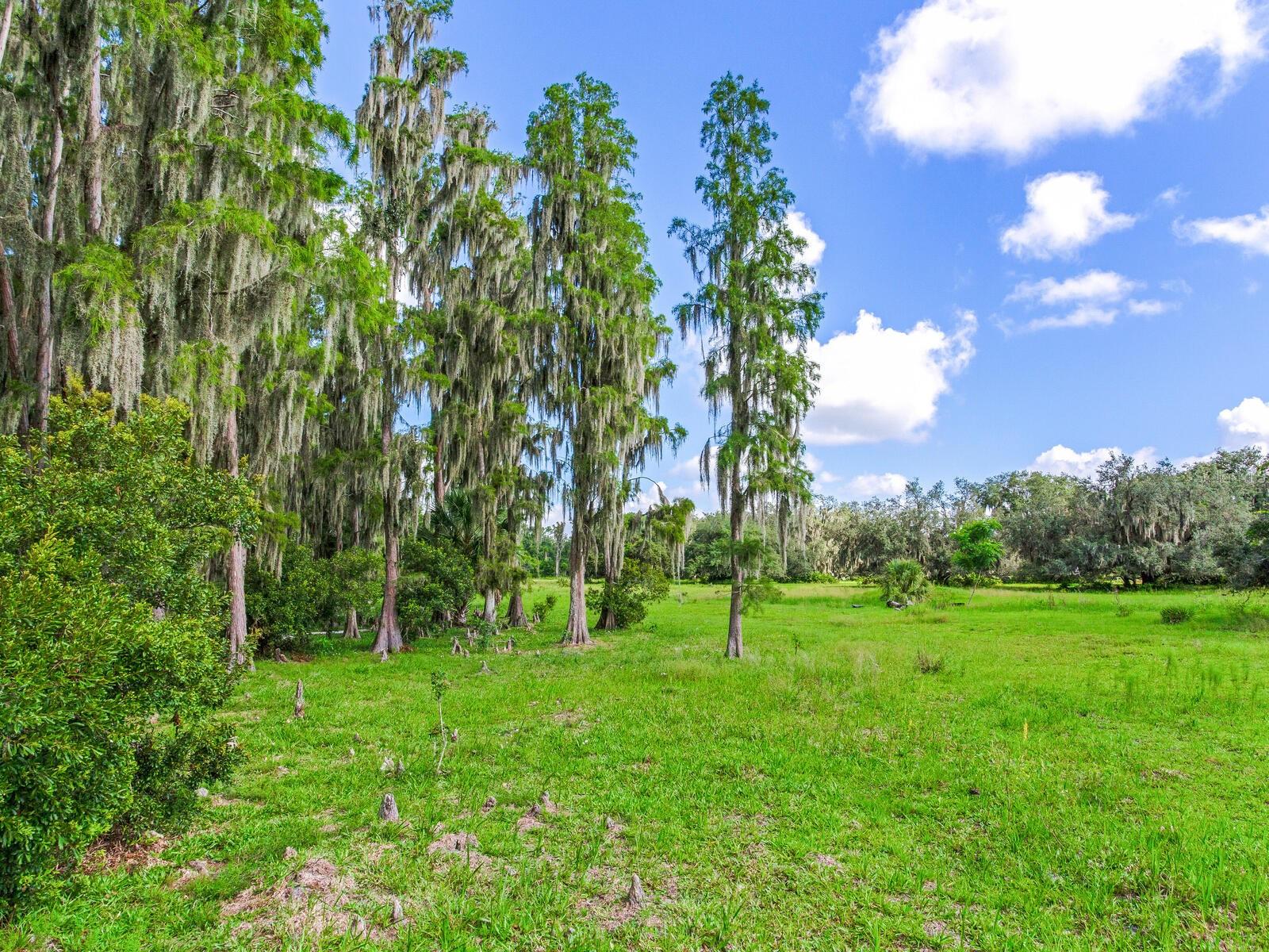 Listing photo id 8 for Alderman Turner Road Road