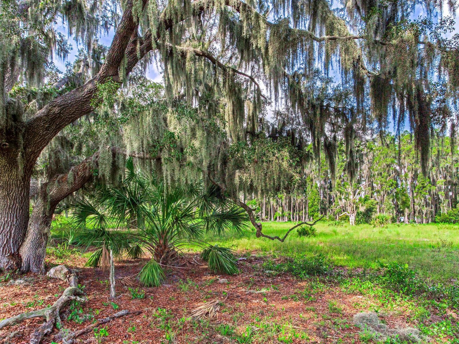 Listing photo id 10 for Alderman Turner Road Road