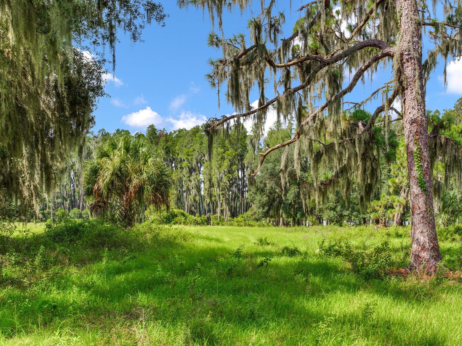 Listing photo id 13 for Alderman Turner Road Road