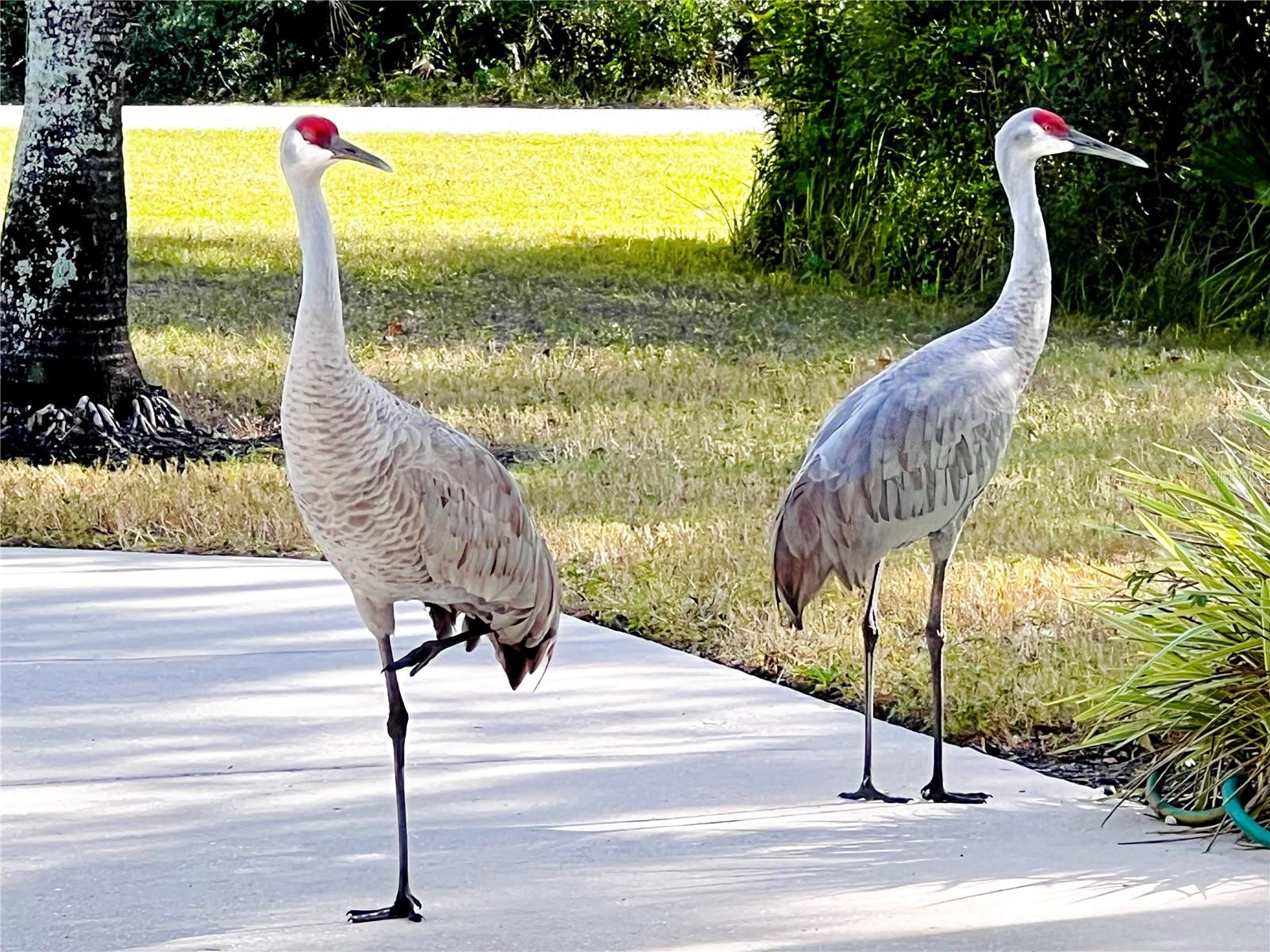 Image 89 of 100 For 8209 Snowy Egret Place